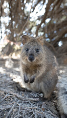 Quokka