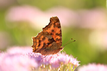 Polygonia c-aureum, A butterfly is gathering honey