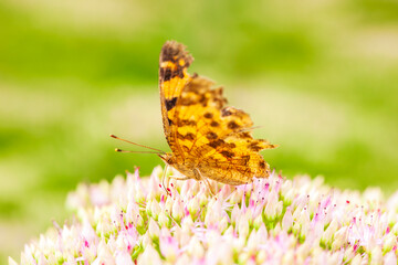 Polygonia c-aureum, A butterfly is gathering honey