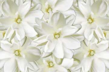 beautiful jasmine  white flower texture background,in india known as mogra,jui,chameli,mallika,jai,it is national flower of philippines