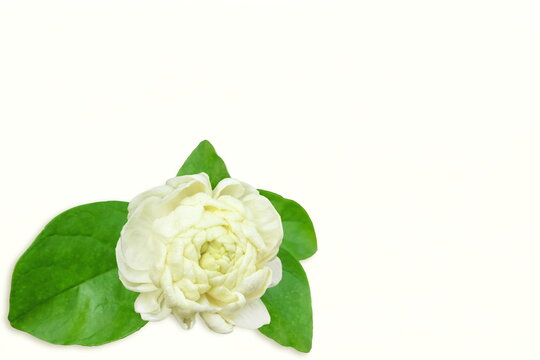 beautiful jasmine  white flower texture background,in india known as mogra,jui,chameli,mallika,jai,it is national flower of philippines,copy space