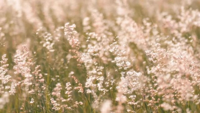 Slow motion of beautiful flowers of grass slowly swayed by the wind.