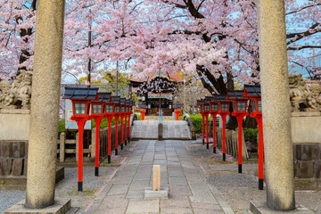 Kyoto, Japan - March 31 2023: Rokusonno shrine built in 963, enshrines MInamota no Tsunemoto the 6th grandson of Emperor Seiwa. It's one of the best cherryblossom viewing spots in Kyoto