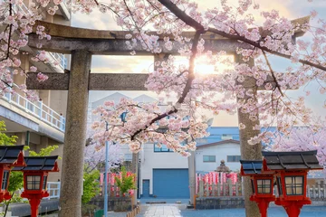 Tuinposter Kyoto, Japan - March 31 2023: Rokusonno shrine built in 963, enshrines MInamota no Tsunemoto the 6th grandson of Emperor Seiwa. It's one of the best cherryblossom viewing spots in Kyoto © coward_lion