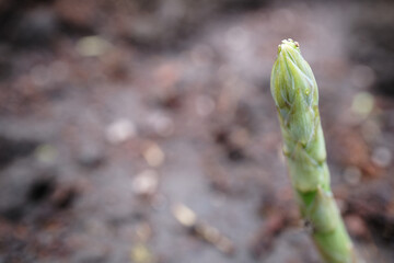 成長するアスパラガス