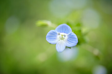 オオイヌノフグリのアップ