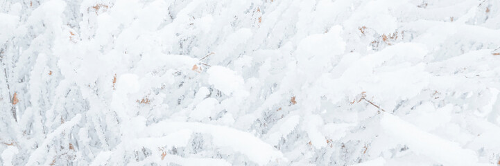 Fototapeta na wymiar Snow and rime ice on the branches of bushes. Twigs covered with hoarfrost. Plants in the park are covered with hoar frost. Cold snowy winter weather. Frosting texture. Wide panoramic light background.