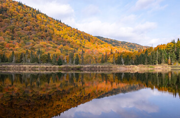 Colorful Fall Foliage Reflected in The Jacques-Cartier River in Quebec Canada