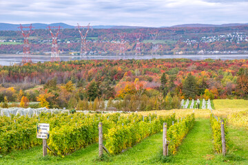 Fototapeta na wymiar A Vineyard View of the St. Lawrence River with Power Lines and Colorful Fall Foliage along the Shore and Mountains in the Distance