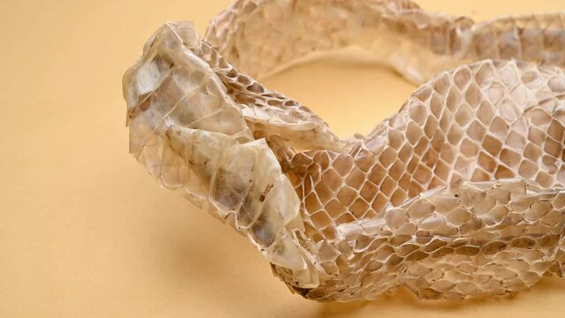 angle pan Chinese medicine SheTui or Serpentis Periostracum or Snake Slough at horizontal composition