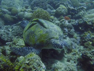 Sea turtle and remora fish. A sea turtle lies on the bottom among the corals.