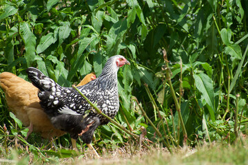 Two chickens walking by weeds