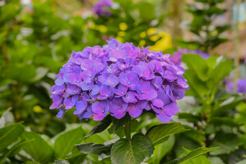 Flower Hydrangea act as natural pH indicators, sporting blue flowers when the soil is acidic and pink ones when the soil is alkaline.