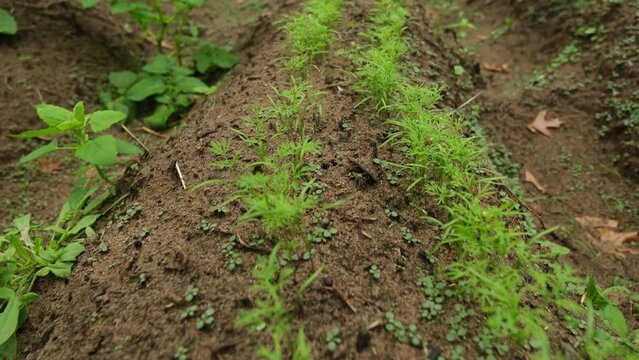 Moving camera above two rows of germinated dill growing in organic garden.