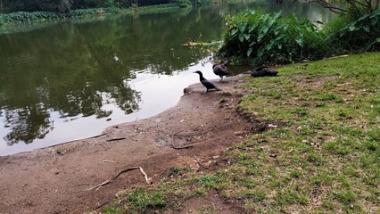 ducks on the lake