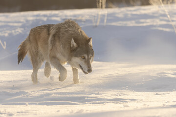 Tip Toe Through Immaculate Mist. Adult North American Gray Wolf (Canis Lupus) plods its way over snow covered ground as day breaks in the frozen tundra landscape. Taken in controlled conditions. 