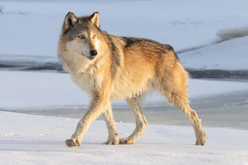 Golden Morning Gray Wolf (Canis Lupus) trots through snow ice covered river. The sun rises in morning creating brilliant yellow against drab dawn. Large canine species. Taken in controlled conditions © Travis
