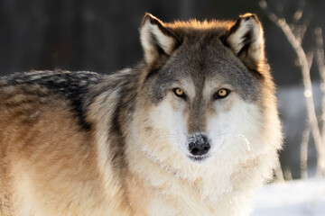 Naklejka na ściany i meble Gray Wolf (Canis lupus) in stark contrast. A keen eyed canine on a cold, snowy morning. Large North american carnivore, fire orange sunlight and bright yellow eyes. Taken in controlled conditions 
