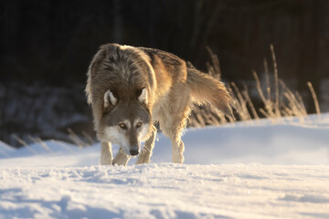 Prowl, hunt, and pursue. North American Apex predator. A Gray Wolf (Canis lupus), adult. Winter...