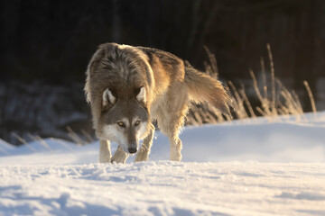 Prowl, hunt, and pursue. North American Apex predator. A Gray Wolf (Canis lupus), adult. Winter landscape and morning dawn sunlight. Intense yellow eyes. Taken in controlled conditions © Travis