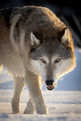 Yellow eyes of a Gray Wolf (Canis lupus). Fierce and piercing stare down with an intimidating large adult canine. Golden morning light bathes the apex predator. Taken in controlled conditions.