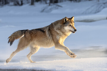 Gray Wolf (Canis lupus) on the Run, a foggy winter morning at golden hour sunrise, lopes across a frozen river. Large, lone canid on the hunt at dawn in the snow. Taken in controlled conditions