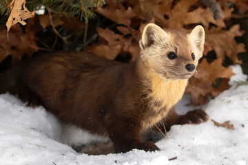 Marten of Malice, pursuer of tiny prey. An American Pine Marten (Martes americana) exits its winter...