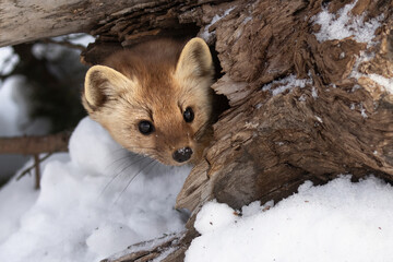 The American Pine Martin (Martes americana) Peek. An adorable mustelid hides in a log, peers out at danger or disturbance. Snow surrounds the scene. Taken in controlled conditions  