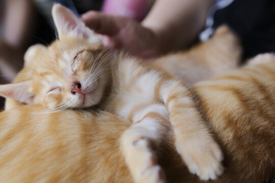 母ネコの上でぐっすり眠り夢見る子ネコ　sleeping cat dreaming on mother cat 