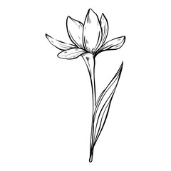 flower blossom hand drawn