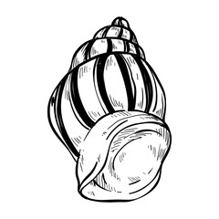 snail seafood object hand drawn