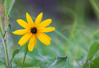 Black-eyed Susan found in the park. Black-eyed cheoninguk, Arage Hangonso, Yellow Daisy, Golden Jerusalem, English bull’s eye, Rudbeckia hirta