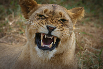 portrait of an aggressive lion