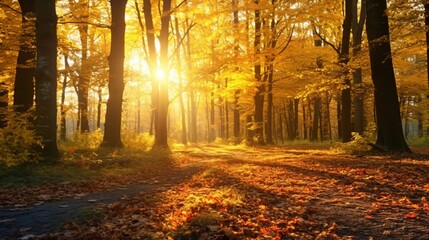 Fall forest landscape. Bright dawn amid a riot of color forest, with sunlight filtering through tree branches. natural scenery in the sun .