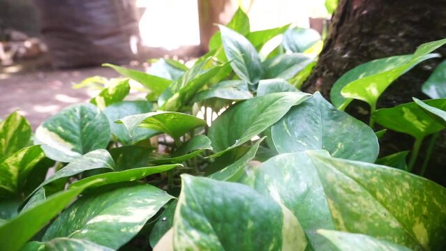 Anubias barteri in the garden.