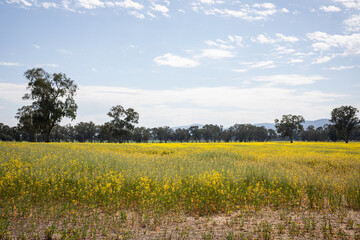 Canola field