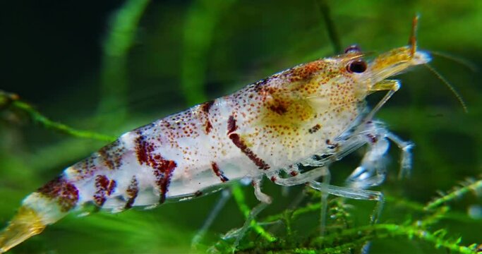 Tiger Shrimp Caridina cf. Cantonensis &ldquo;Tiger&rdquo;|虎纹虾