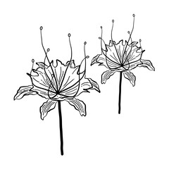 hand drawn line art lily flower bouquet decoration