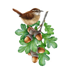 Wren bird on a oak tree branch. Watercolor painted illustration. Carolina wren perched on a oak twig with green leaves, acorns. Natural forest, garden scene. Wildlife nature decor on white background - obrazy, fototapety, plakaty