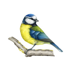 Blue tit bird on the tree branch. Vintage style watercolor painted illustration. Hand drawn Cyanistes caeruleus avian. Tit bird with yellow and blue feathers on the twig side view. White background