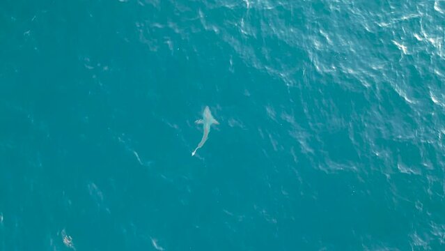 shark on the ocean