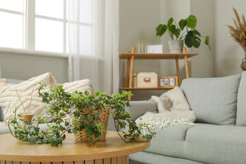 Stylish grey sofa, shelving unit, table and houseplants on light wall in living room, closeup