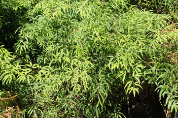 Typical vegetation of Ilha Grande, located in the state of Rio de Janeiro.