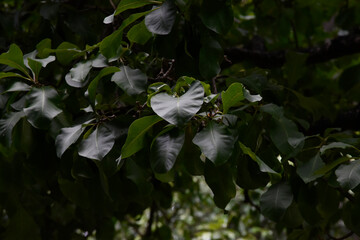 flowers in the garden