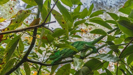 A bright green chameleon lurked among the foliage on a tree. A long tail and eyes are visible.  It holds onto a branch with its paws. Side view. Madagascar. Kennel reptiles Peyriyar © Вера 
