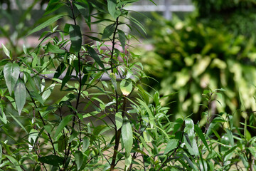 green leaves