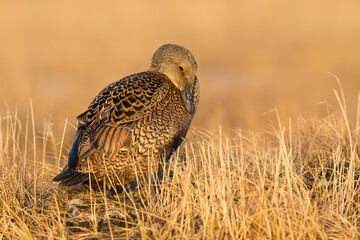 King Eider