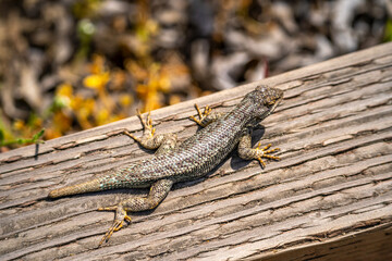 Eastern Fence Lizard (Sceloporus undulatus) 