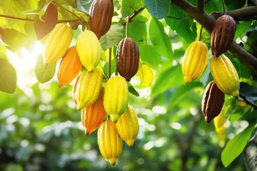 Fototapeten Cacao group pod on green leaf tree background © kardaska