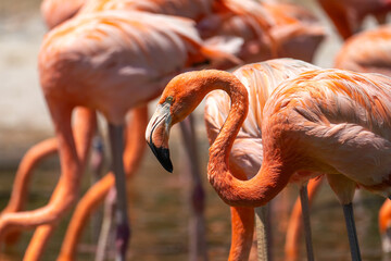 Close up of pink flamingo. 